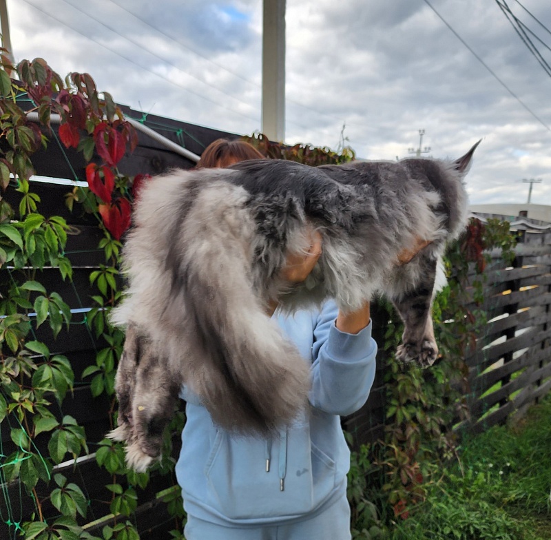 Irbis Akbars - Junior maine-coon 9 months 1 week