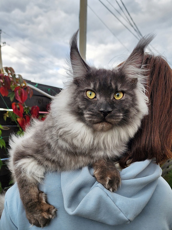 Irbis Akbars - Junior maine-coon 9 months 1 week