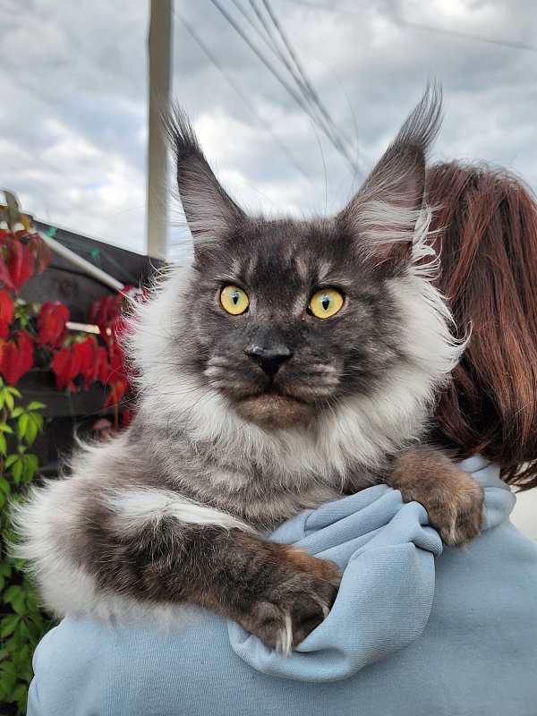Irbis Akbars - Junior maine-coon 9 months 1 week