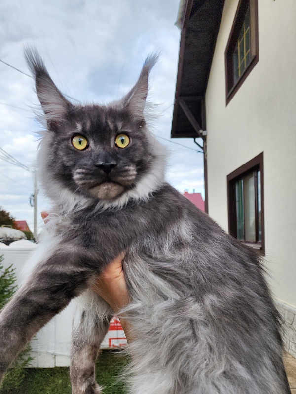 Irbis Akbars - Junior maine-coon 9 months 1 week