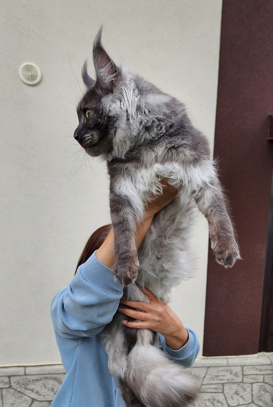 Irbis Akbars - Junior maine-coon 9 months 1 week