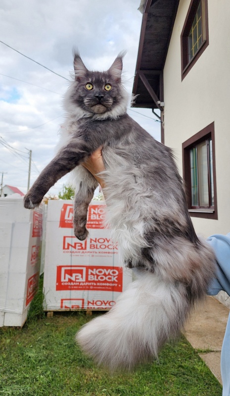Irbis Akbars - Junior maine-coon 9 months 1 week