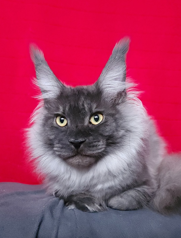 Irbis Akbars - Junior maine-coon 9 months 1 week