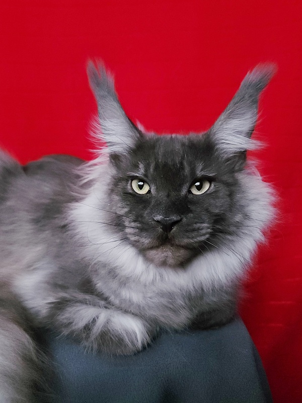 Irbis Akbars - Junior maine-coon 9 months 1 week