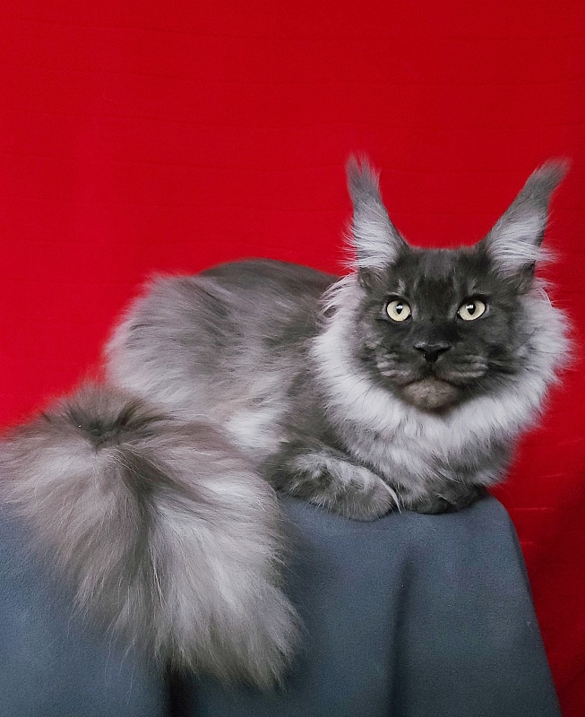 Irbis Akbars - Junior maine-coon 9 months 1 week