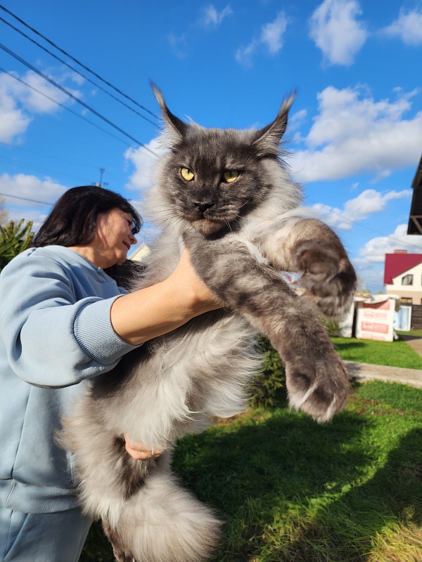 Irbis Akbars - Adult maine-coon 10 months 2 weeks