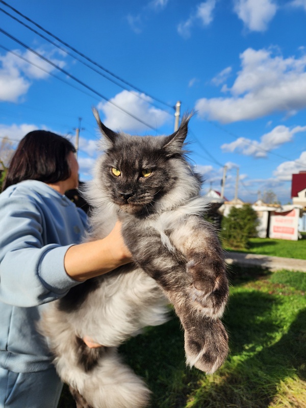 Irbis Akbars - Adult maine-coon 10 months 2 weeks