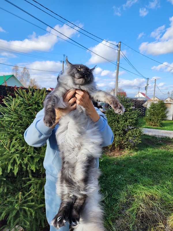 Irbis Akbars - Adult maine-coon 10 months 2 weeks