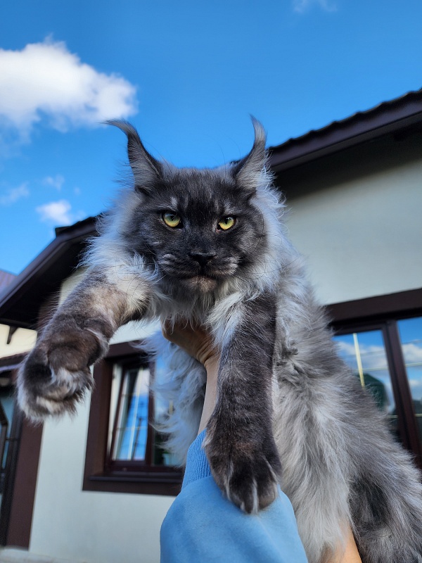 Irbis Akbars - Adult maine-coon 10 months 2 weeks