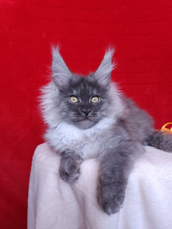 Irbis Akbars - Kitten maine-coon 3 months 2.5 weeks
