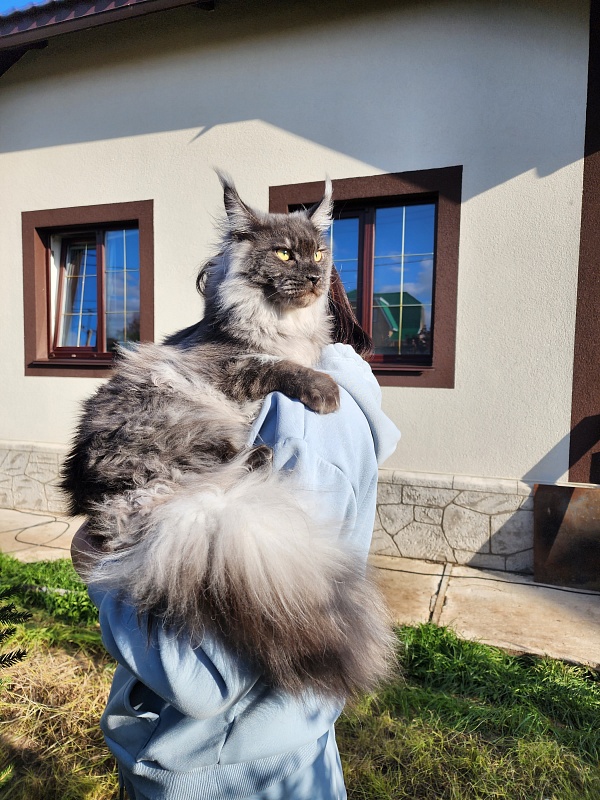 Irbis Akbars - Adult maine-coon 10 months 2 weeks