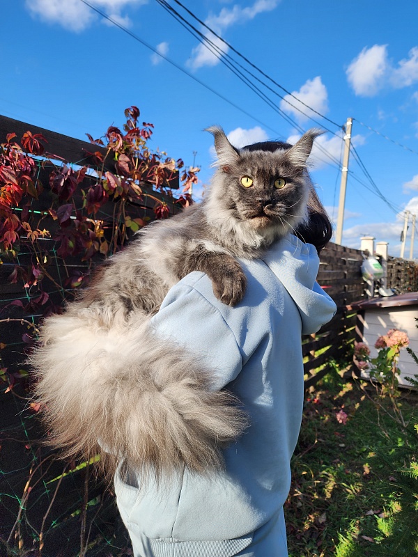 Irbis Akbars - Adult maine-coon 10 months 2 weeks