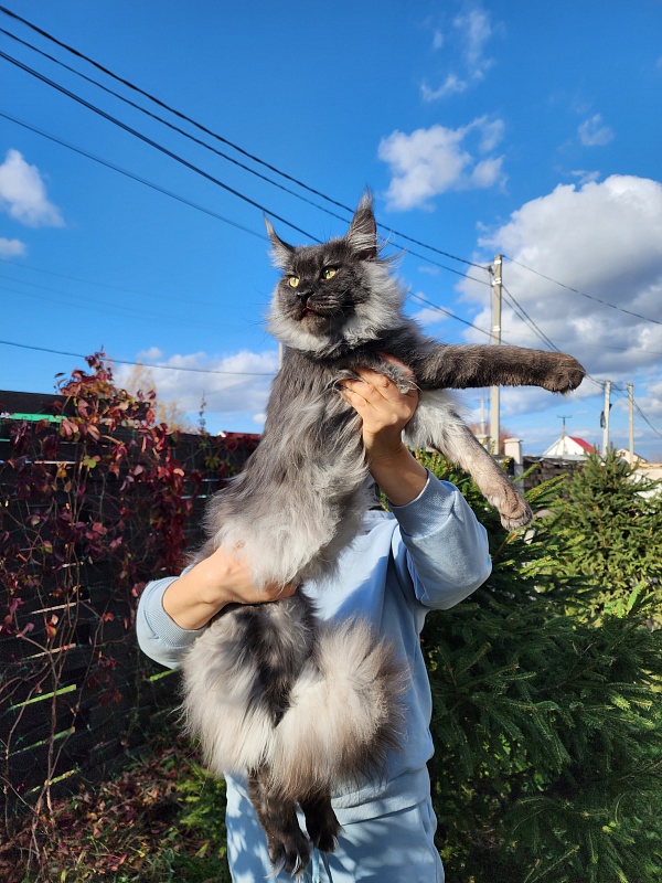 Irbis Akbars - Adult maine-coon 10 months 2 weeks