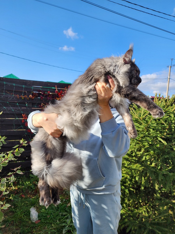 Irbis Akbars - Adult maine-coon 10 months 2 weeks