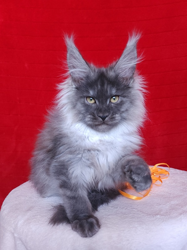 Irbis Akbars - Kitten maine-coon 3 months 2.5 weeks
