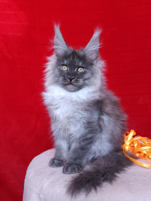 Irbis Akbars - Kitten maine-coon 3 months 2.5 weeks