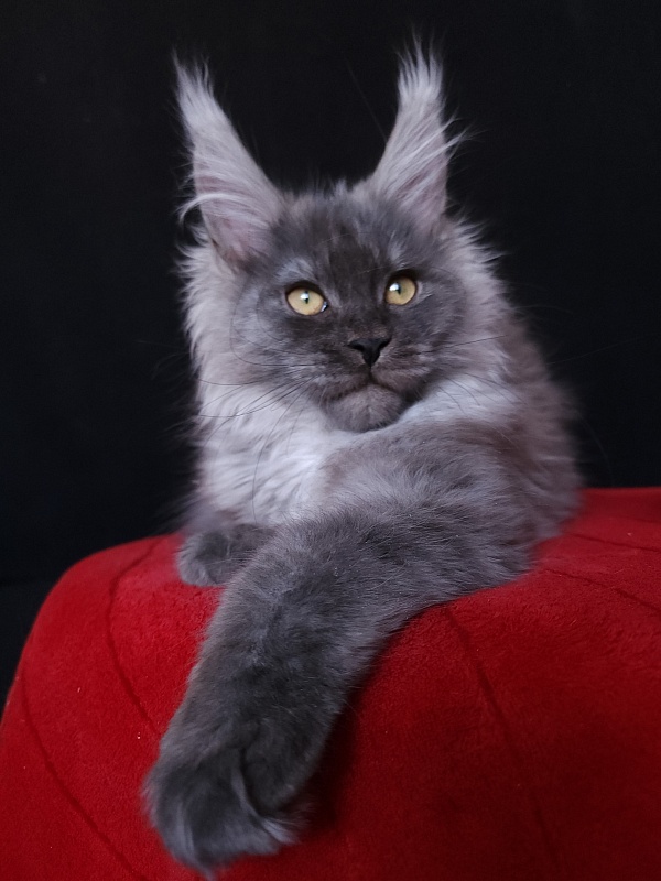 Irbis Akbars - Kitten maine-coon 4 months