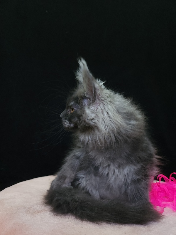 Intriga Akbars - Kitten maine-coon 2 months 3.5 weeks