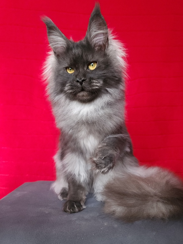 Intriga Akbars - Junior maine-coon 9 months 1 week