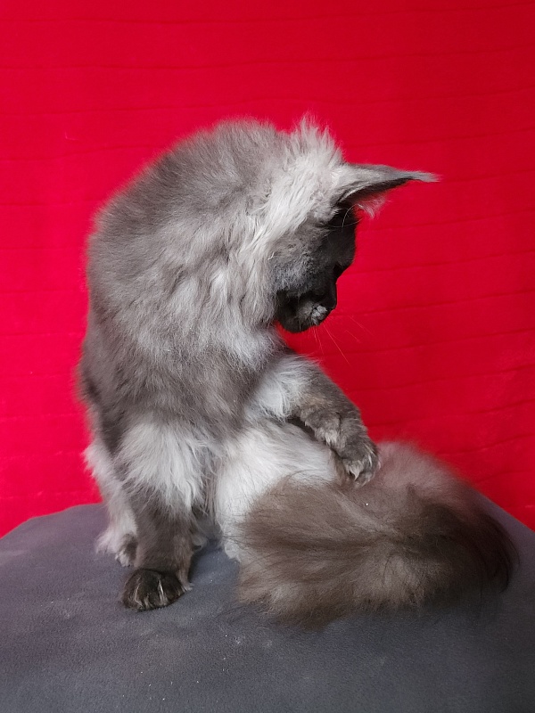 Intriga Akbars - Junior maine-coon 9 months 1 week