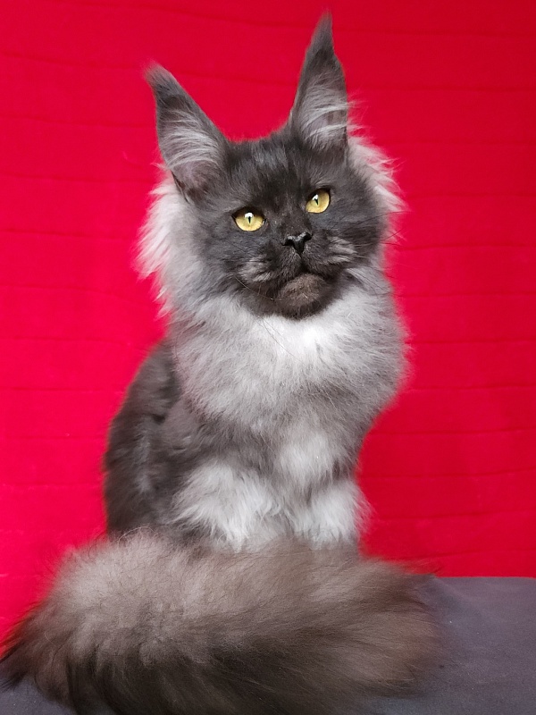 Intriga Akbars - Junior maine-coon 9 months 1 week