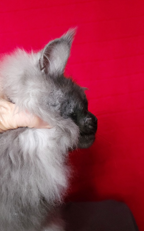 Intriga Akbars - Junior maine-coon 9 months 1 week