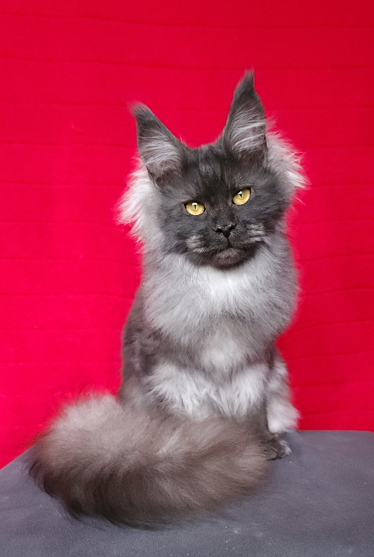 Intriga Akbars - Junior maine-coon 9 months 1 week