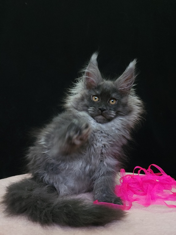 Intriga Akbars - Kitten maine-coon 2 months 3.5 weeks