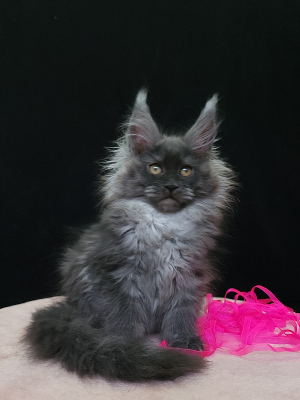 Intriga Akbars - Kitten maine-coon 2 months 3.5 weeks