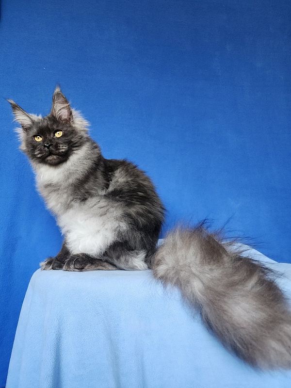 Intriga Akbars - Junior maine-coon 8 months