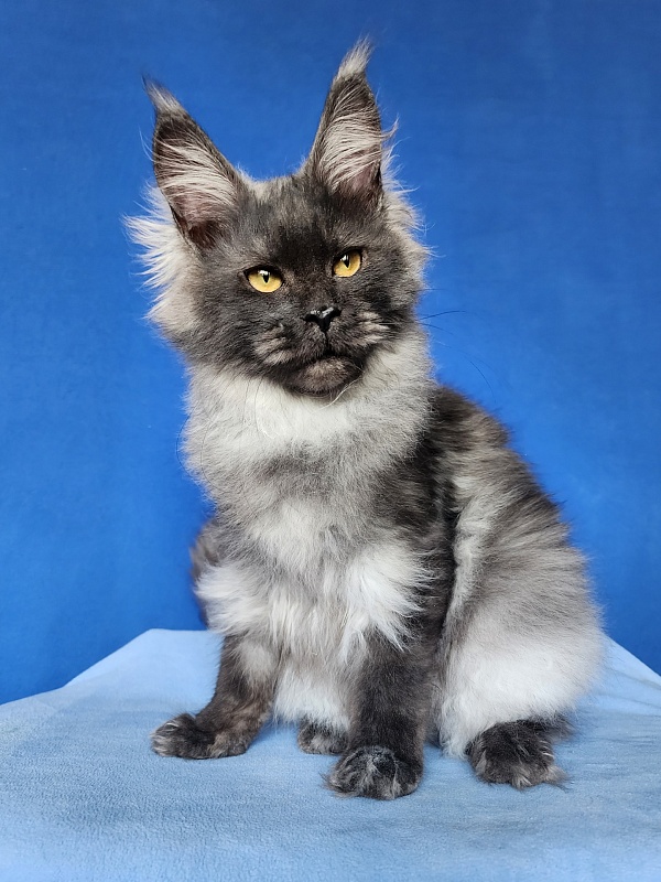 Intriga Akbars - Junior maine-coon 8 months