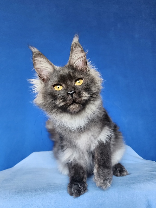 Intriga Akbars - Junior maine-coon 8 months
