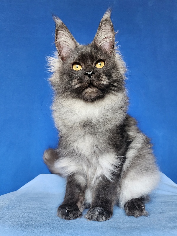 Intriga Akbars - Junior maine-coon 8 months