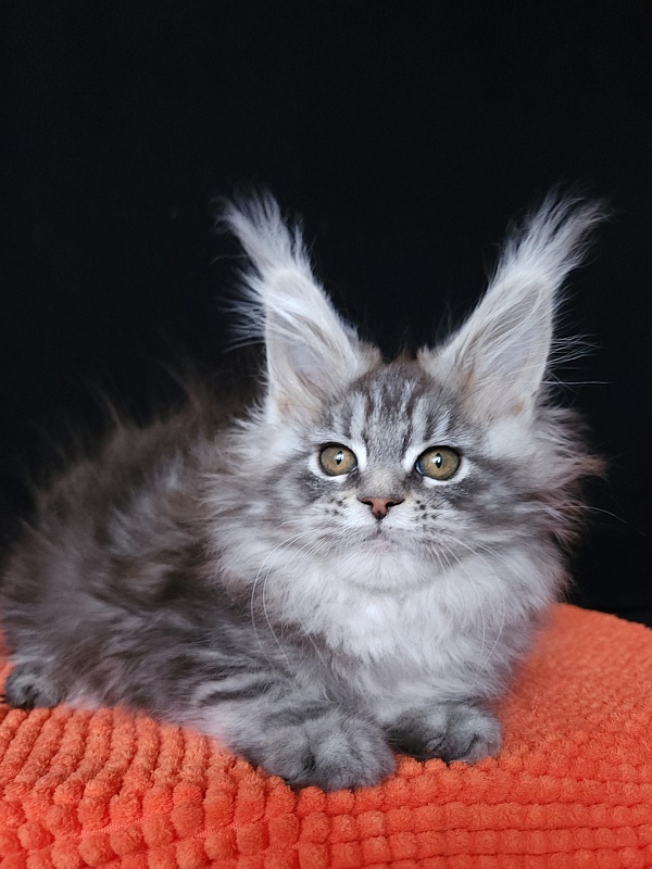 Freya  Akbars - Kitten maine-coon 1 month 3 weeks