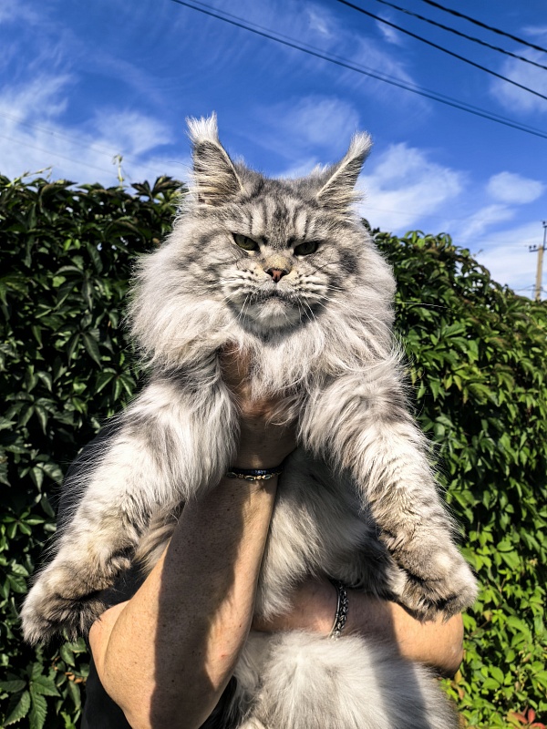 Freya  Akbars - Adult maine-coon 2 years 8 months 1 week