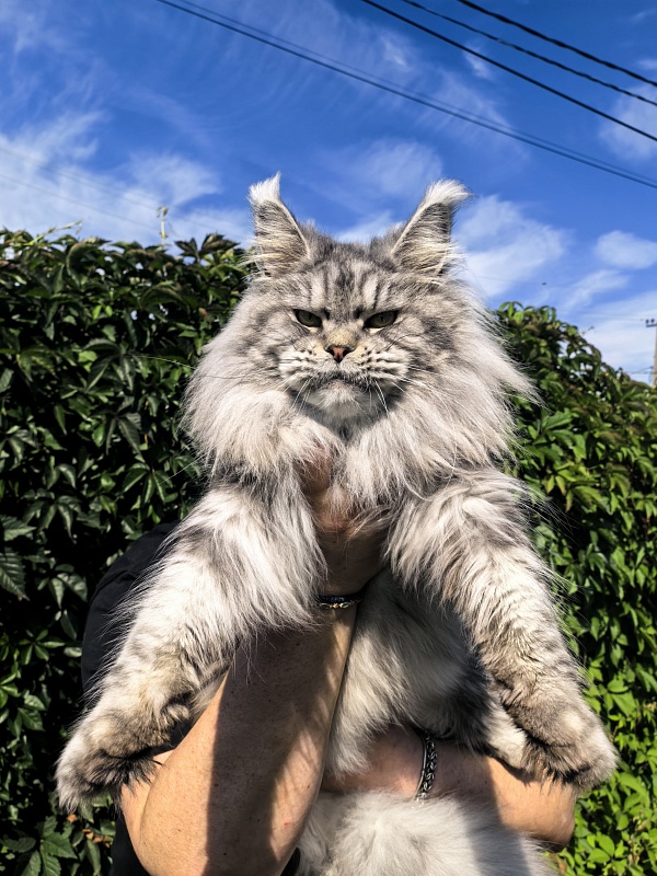 Freya  Akbars - Adult maine-coon 2 years 8 months 1 week