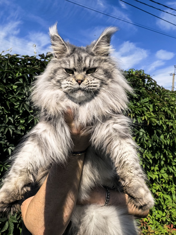 Freya  Akbars - Adult maine-coon 2 years 8 months 1 week