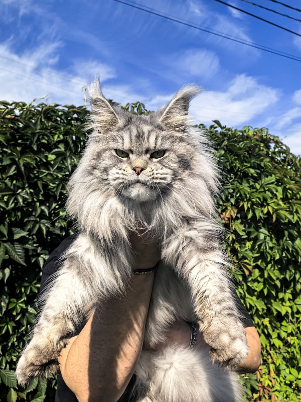 Freya  Akbars - Adult maine-coon 2 years 8 months 1 week