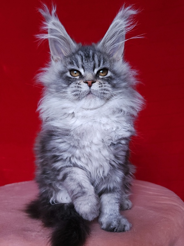 Freya  Akbars - Kitten maine-coon 2 months