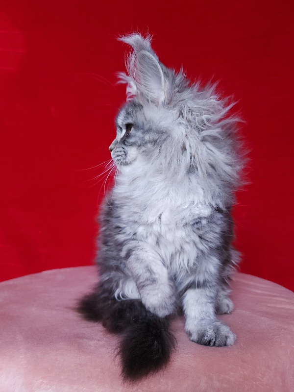 Freya  Akbars - Kitten maine-coon 2 months