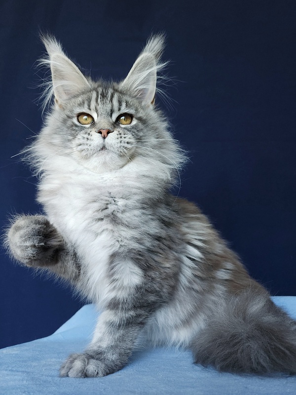 Freya  Akbars - Kitten maine-coon 3 months