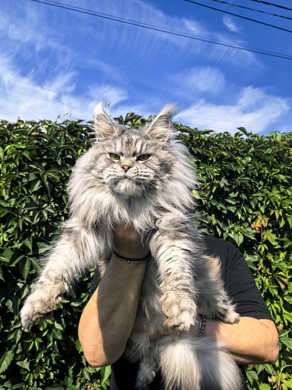 Freya  Akbars - Adult maine-coon 2 years 8 months 1 week