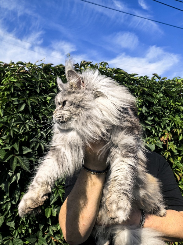 Freya  Akbars - Adult maine-coon 2 years 8 months 1 week