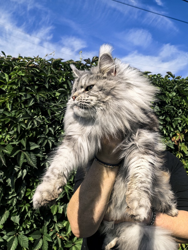 Freya  Akbars - Adult maine-coon 2 years 8 months 1 week