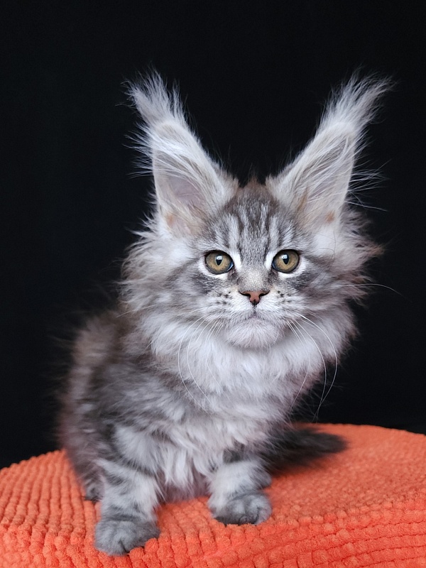 Freya  Akbars - Kitten maine-coon 1 month 3 weeks