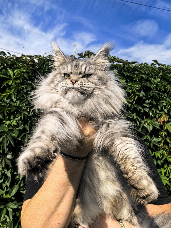 Freya  Akbars - Adult maine-coon 2 years 8 months 1 week