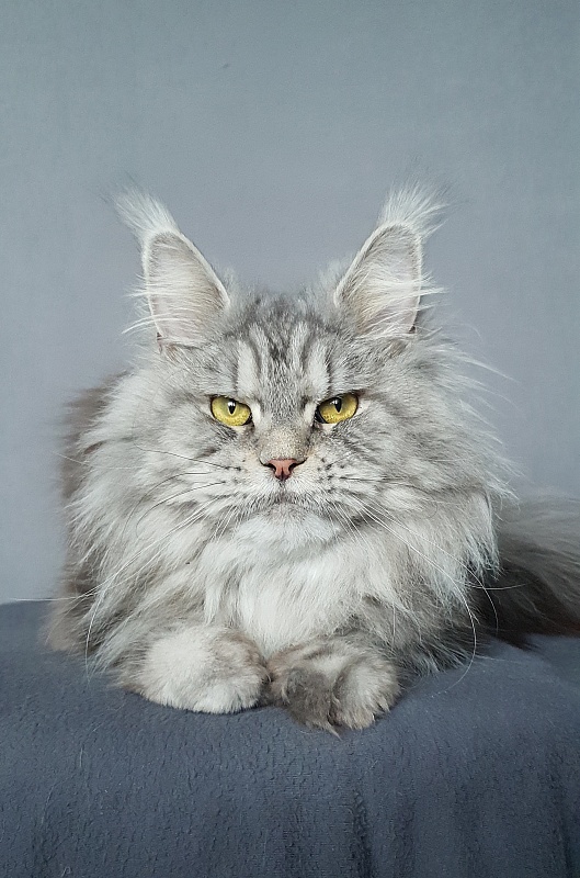 Freya  Akbars - Adult maine-coon 1 year 6 months 4 weeks
