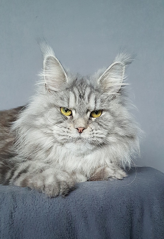 Freya  Akbars - Adult maine-coon 1 year 6 months 4 weeks
