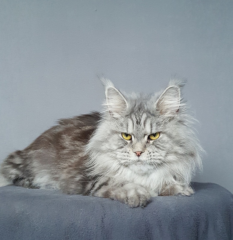 Freya  Akbars - Adult maine-coon 1 year 6 months 4 weeks