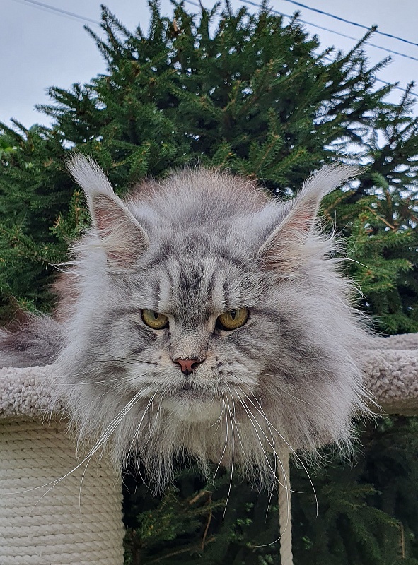 Freya  Akbars - Adult maine-coon 1 year 6 months 4 weeks